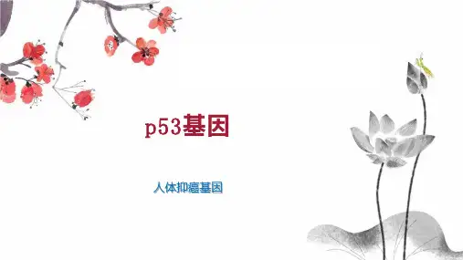 p53基因 