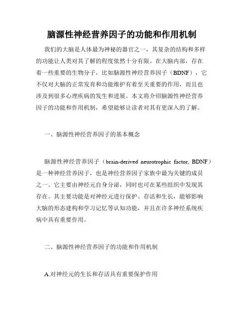 脑源性神经营养因子的功能和作用机制