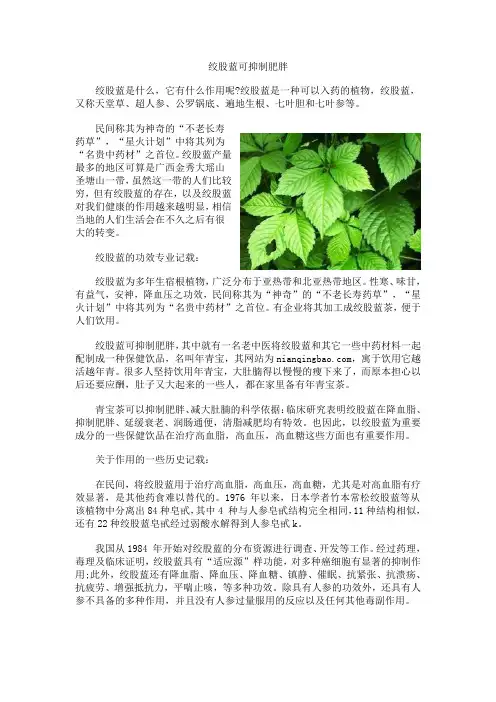 绞股蓝可抑制肥胖