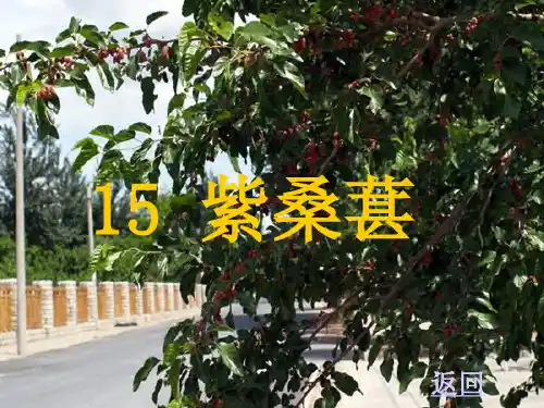 S版语文9册15课《紫桑葚》精品PPT课件