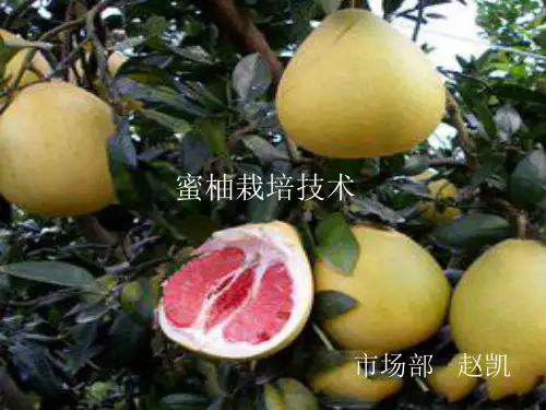 蜜柚栽培技术。。。赵凯