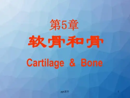 软骨和骨  ppt课件
