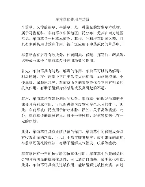 车前草的作用与功效
