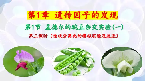 孟德尔的豌豆杂交实验(一)(第3课时)高一生物课件(人教版2019必修2)