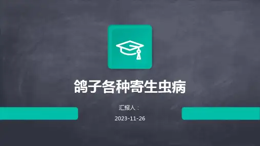 鸽子各种寄生虫病