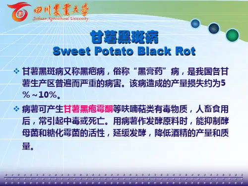 薯类病害(修改完)
