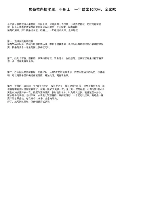 葡萄枝条插水里，不用土，一年结出10大串，全家吃