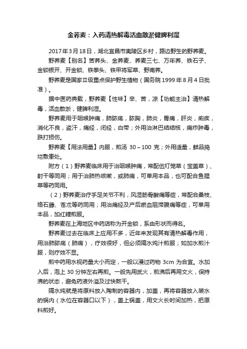 金荞麦：入药清热解毒活血散淤健脾利湿