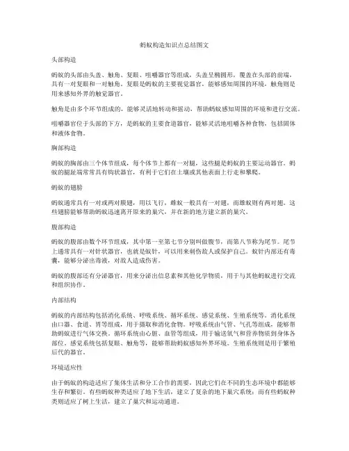 蚂蚁构造知识点总结图文
