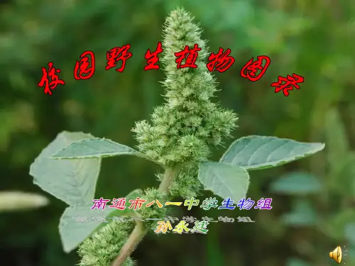 校园野生植物图录