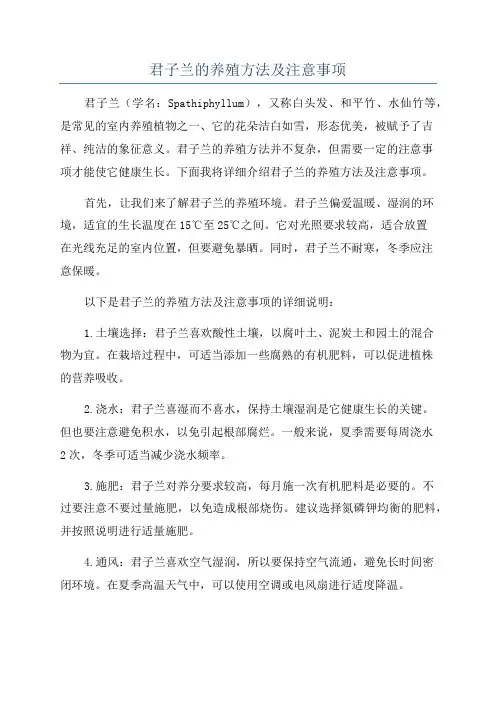 君子兰的养殖方法及注意事项