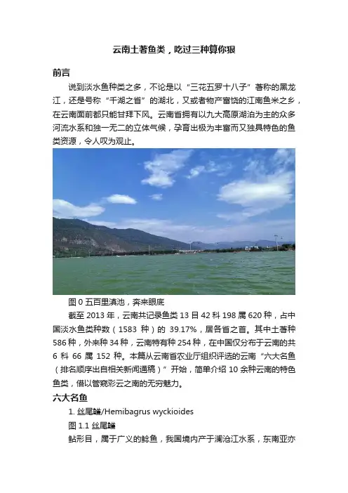 云南土著鱼类，吃过三种算你狠