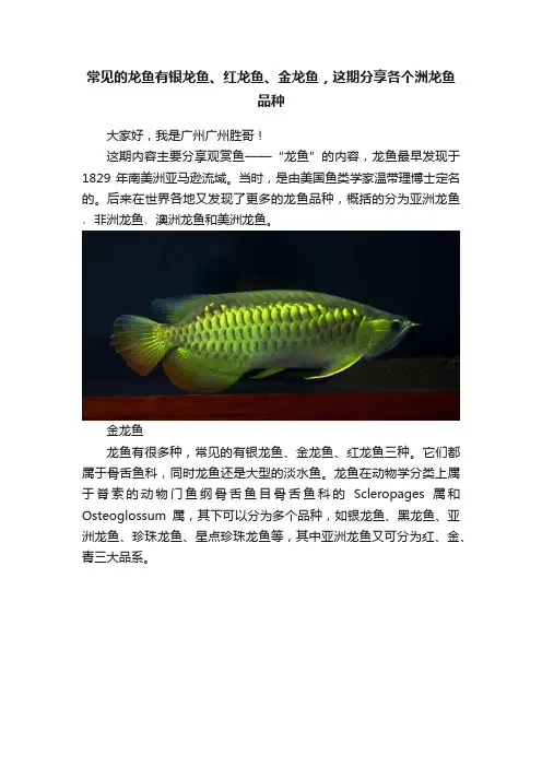 常见的龙鱼有银龙鱼、红龙鱼、金龙鱼，这期分享各个洲龙鱼品种