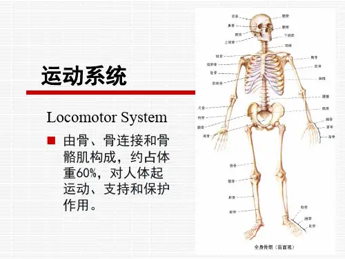 正常人体结构 解剖 运动系统