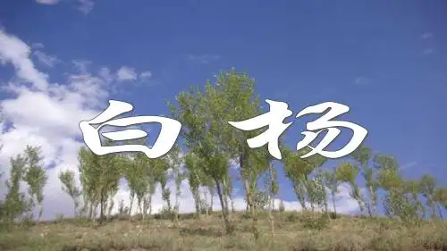 小学语文五年级下册《3白杨》PPT课件 (1)