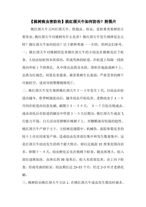 【桃树病虫害防治】桃红颈天牛如何防治？附图片