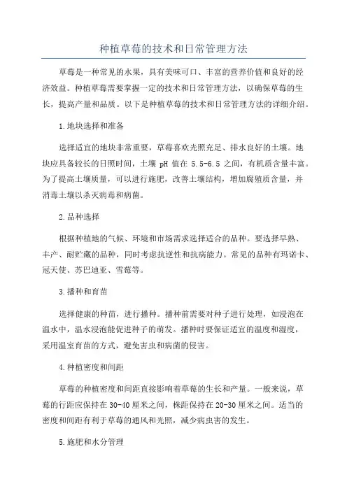 种植草莓的技术和日常管理方法
