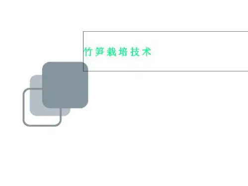 竹笋栽培技术