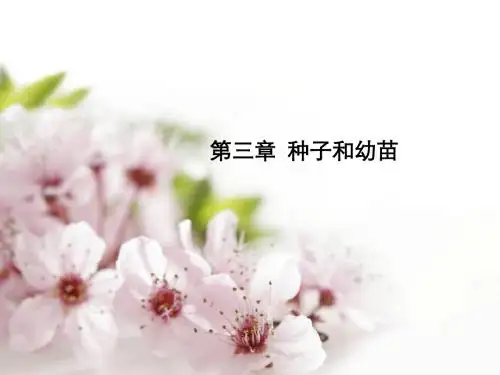 种子和幼苗