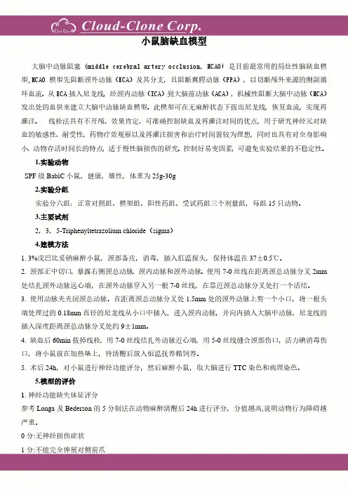 小鼠脑缺血模型