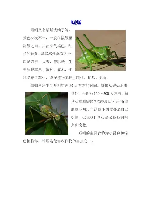 蝈蝈