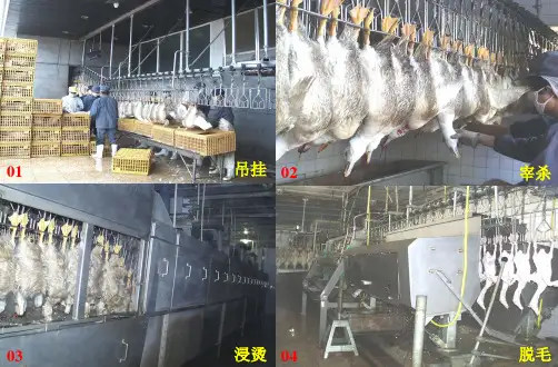 肉鸭屠宰工艺流程