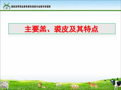 37-主要裘、羔皮及其特点(田得红)(精)