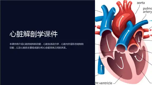《心脏解剖学课件》