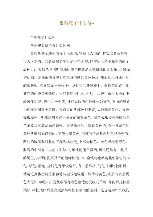 墨龟属于什么龟--半墨龟是什么龟