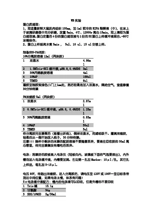 Western Blotting实验