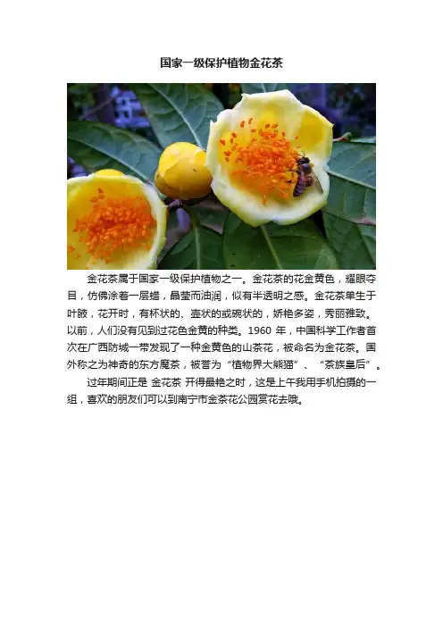 国家一级保护植物金花茶