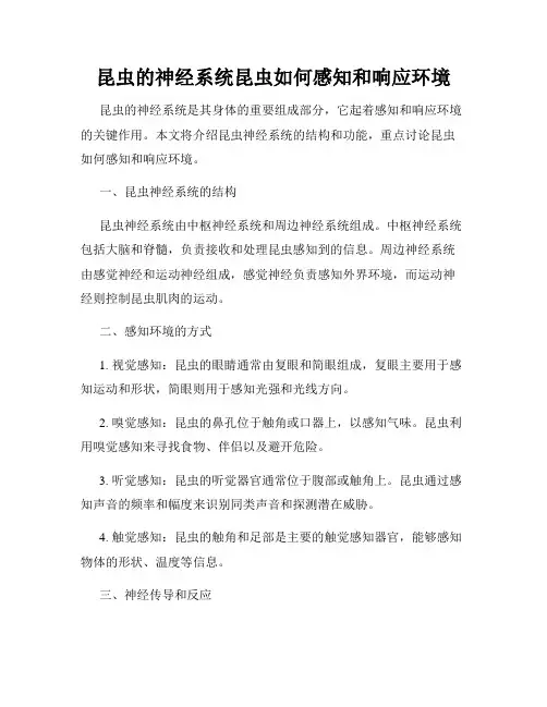 昆虫的神经系统昆虫如何感知和响应环境