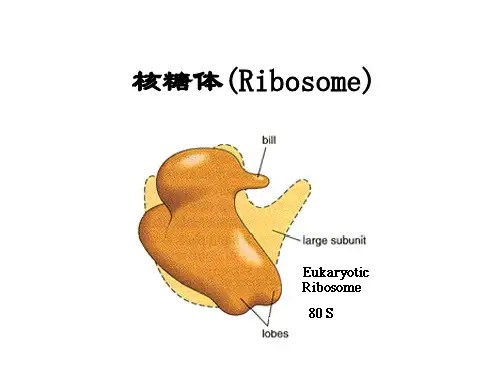 核糖体课件