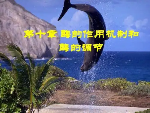 酶作用机制与调节