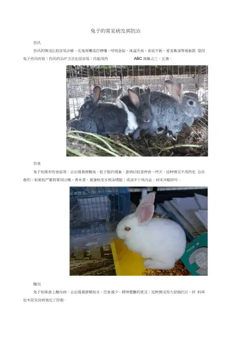 兔子的常见病及其防治