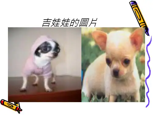 吉娃娃的介绍