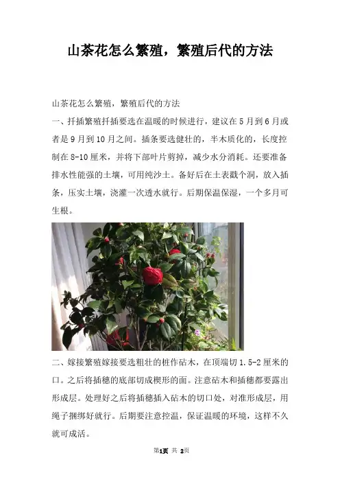 山茶花怎么繁殖，繁殖后代的方法