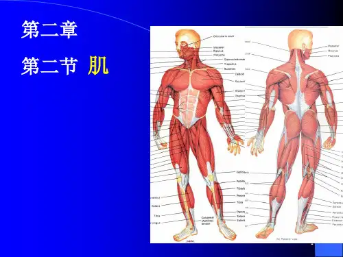 保健按摩师(初级)第二章 第四节 肌肉机构知识