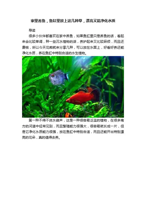 家里养鱼，鱼缸里放上这几种草，漂亮又能净化水质