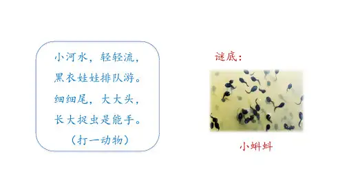 1 小蝌蚪找妈妈 第一课时(课件)统编版语文二年级上册