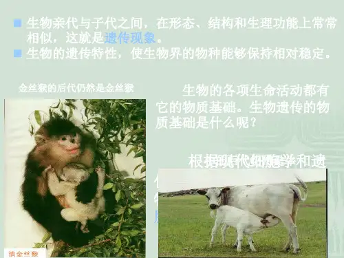 高中生物竞赛辅导课件—DNA与RNA之1