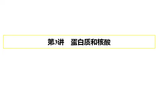 【公开课】2024届高三生物一轮复习课件：蛋白质