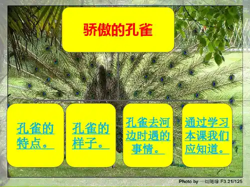 13、骄傲的孔雀