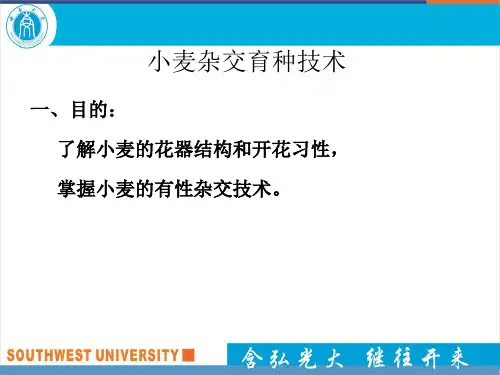 小麦杂交育种技术