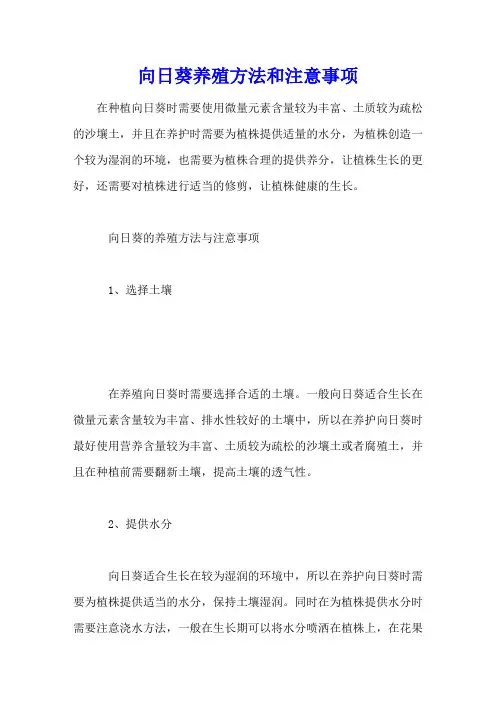 向日葵养殖方法和注意事项