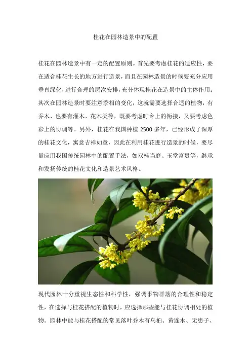 桂花在园林造景中的配置