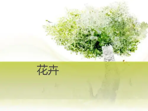 长三角室内常见花卉
