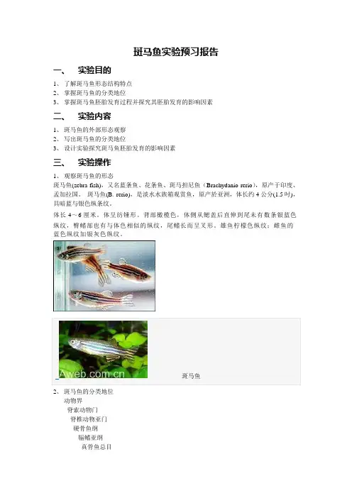 斑马鱼实验报告