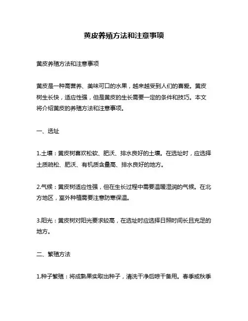 黄皮养殖方法和注意事项