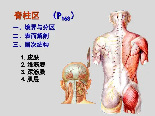 《局部解剖学》课件：背部